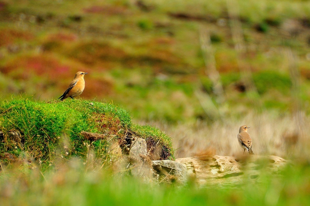 https://cornwall-landscape.org/wp-content/uploads/2023/10/95-Wheatears-Godrevy-Roy-Curtis.jpg
