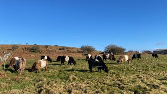 The Bodmin Moor Hill Farming Project